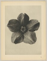 Cobaea scandens