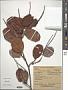Coccoloba costata C. Wright