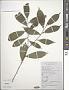 Cocculus laurifolius DC.