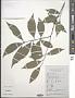Cocculus laurifolius DC.