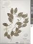 Cocculus orbiculatus (L.) DC.