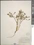 Cochlearia officinalis L.