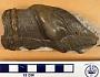 Cochliodus latus Leidy
