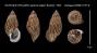 Cochlostyla (Chrysallis) aspersa edgari