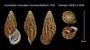 Cochlostyla (Chrysallis) caniceps