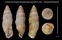 Cochlostyla (Chrysallis) chrysalidiformis macra