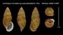 Cochlostyla (Chrysallis) jayi perpusilla