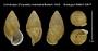 Cochlostyla (Chrysallis) roseolabra