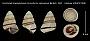 Cochlostyla (Hypselostylus) cincinniformis cabrasensis