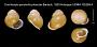 Cochlostyla persimilis pharcida
