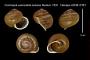 Cochlostyla submirabilis lucbana