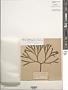 Codium fragile (Suringar) P. Hariot