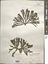 Codium fragile (Suringar) P. Hariot