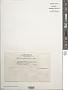 Codium isthmocladum Vickers