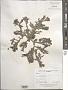 Codium sp.