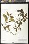 Codonanthe sp.