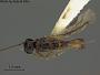 Coelinidea occom