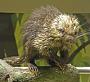 Coendou prehensilis