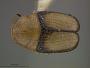 Coenobius circumductus