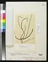 Coilodesme linearis D.A. Saunders