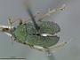Colaspis ampla