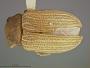 Colaspis keyensis