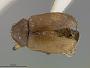 Colaspis leiosomata