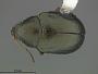 Colaspis puncticollis