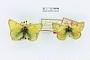 Colias boothii