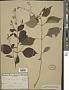 Collinsonia canadensis L.