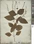 Collinsonia punctata Elliott