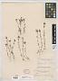 Collomia heterophylla Hook.