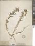 Collomia linearis Nutt.