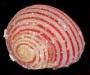 Collonista rubricincta