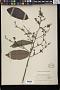 Colona serratifolia Cav.