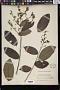 Colona serratifolia Cav.