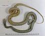 Coluber constrictor oaxaca