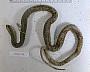 Coluber constrictor oaxaca