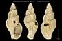 Colus (Aulacofusus) capponius
