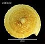 Coluzea mariae