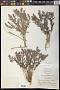 Comandra pallida A. DC.