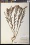 Comandra pallida A. DC.