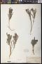 Comandra pallida A. DC.