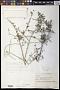 Comandra sp.