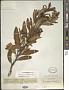 Comarostaphylis discolor (Hook.) Diggs