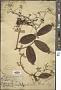 Combretum kunstleri King