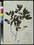 Combretum pisonioides Taub.