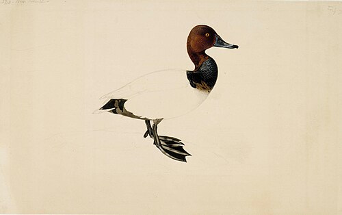 Common Pochard