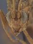 Compsocryptus pallens