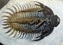 Comura (Philonyx) sp